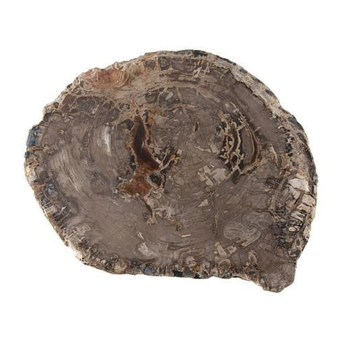 Socle Bois Pétrifié - Pièce Unique Naturelle