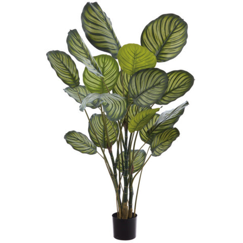 Calathea artificiel 60''