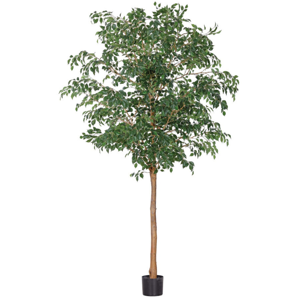 Ficus benjamina artificiel 144''